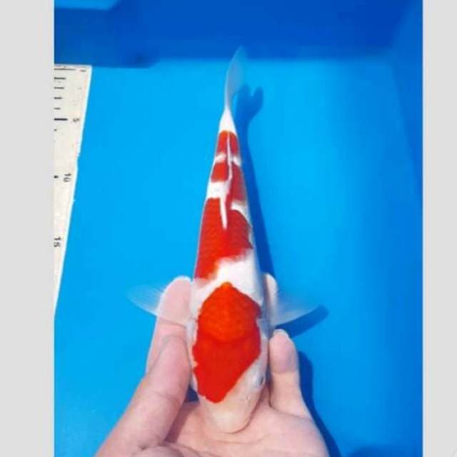 Kohaku pedas 30cm