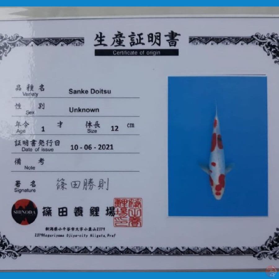 SANKE DOITSU SHINODA