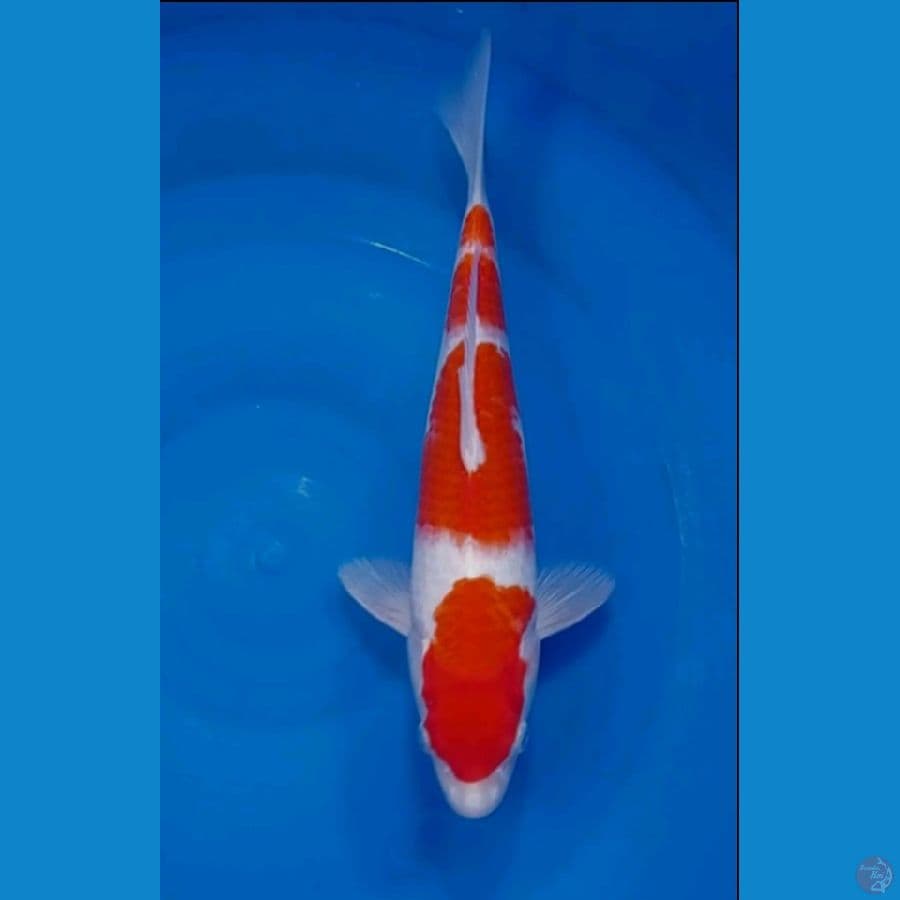 kohaku 29 cm male
