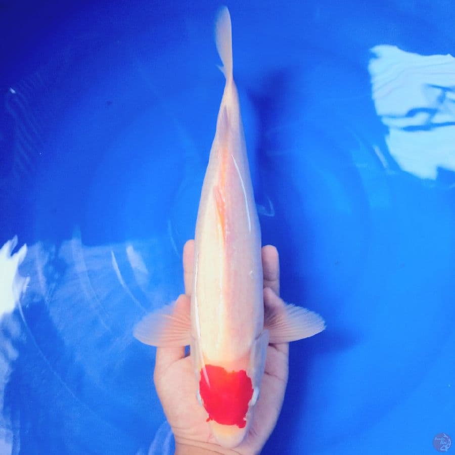 *TANCHO//FM/ 42 CM*