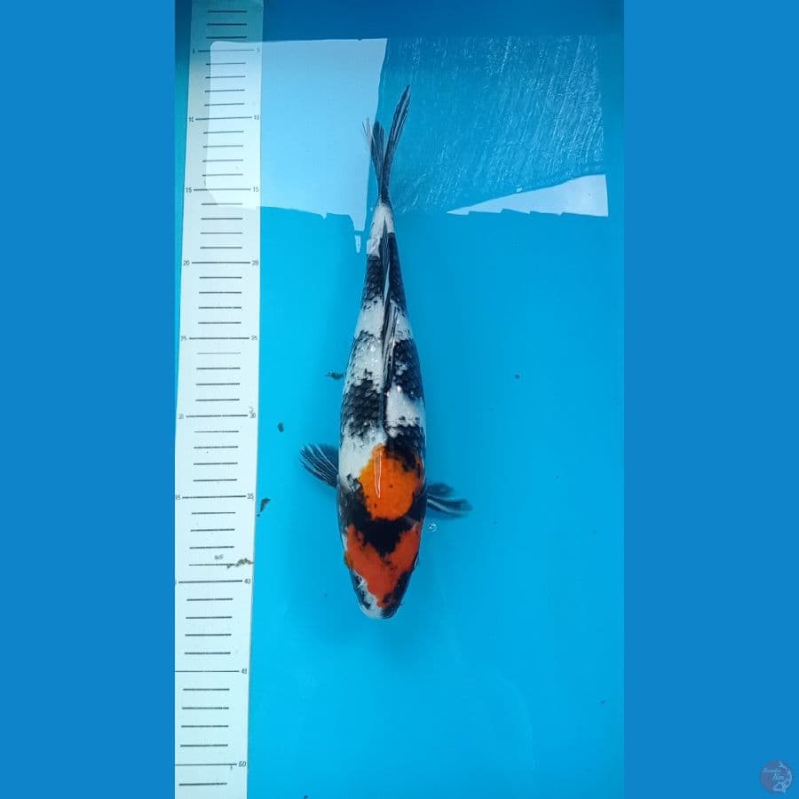 showa 32 cm 