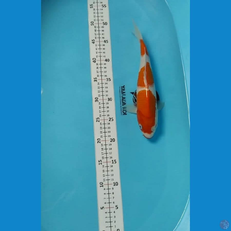 kuchibeni kohaku 3 step 30cm