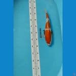 kuchibeni kohaku 3 step 30cm