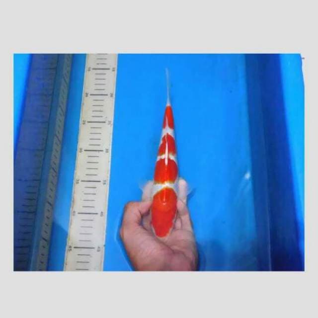 Kohaku 4 step merah darah...