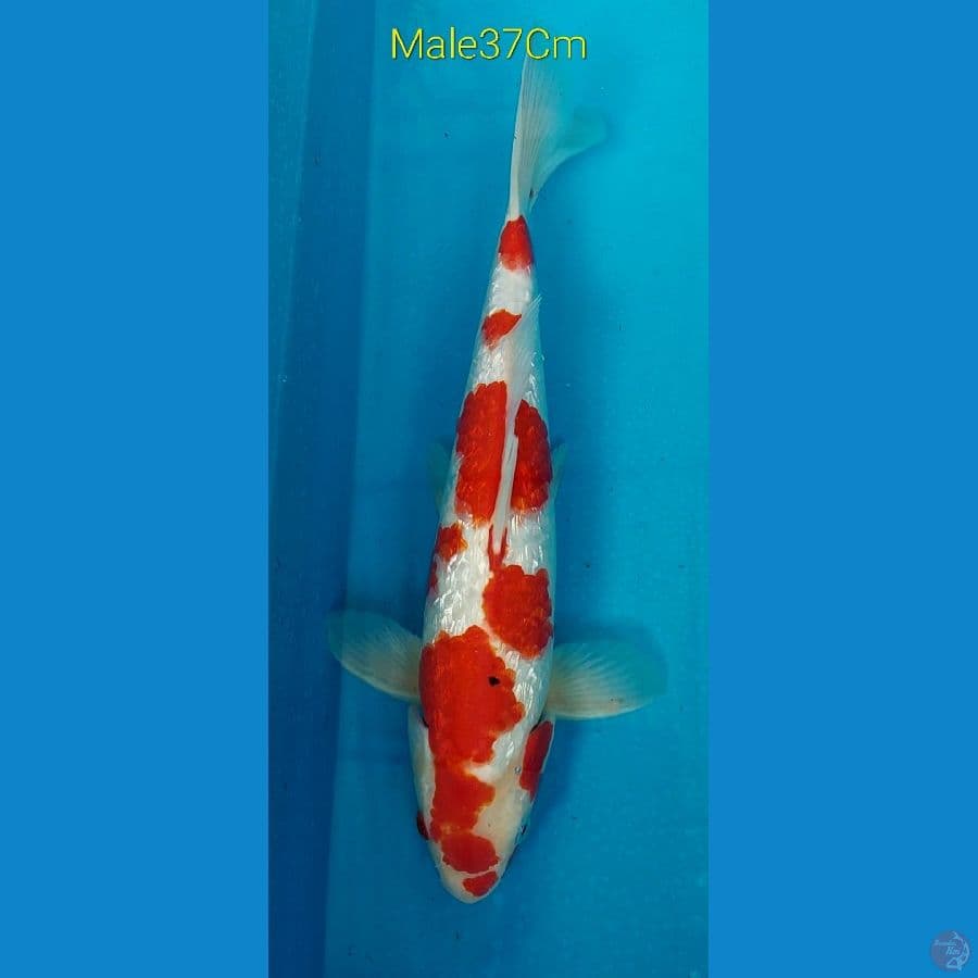 Kohaku Ginrin M37Cm