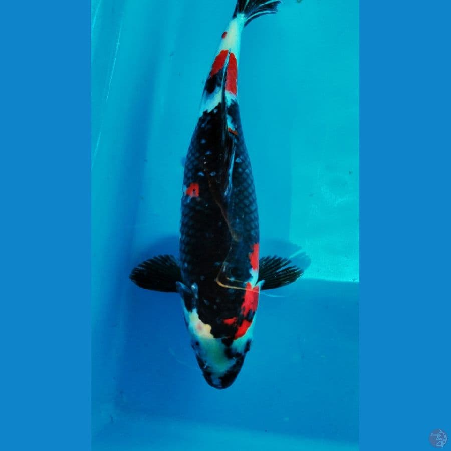 KYAI 1 SHOWA M-32CM