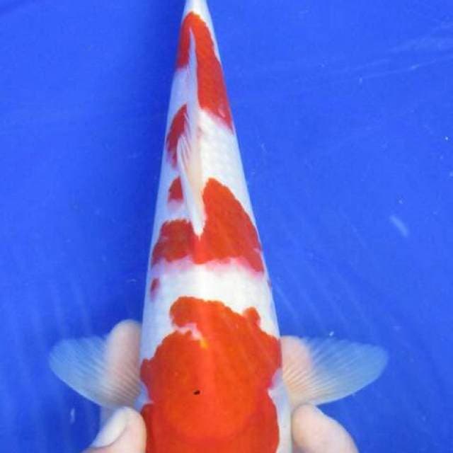 Kohaku merah strong f1