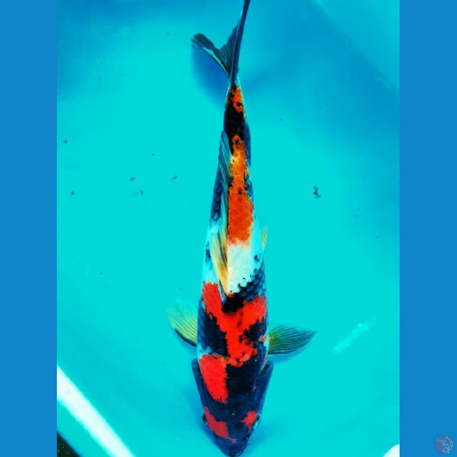 KYAI 6 SHOWA FM-33CM
