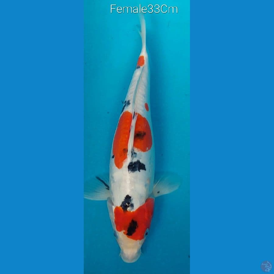 Sanke Doits Aragoke F33Cm
