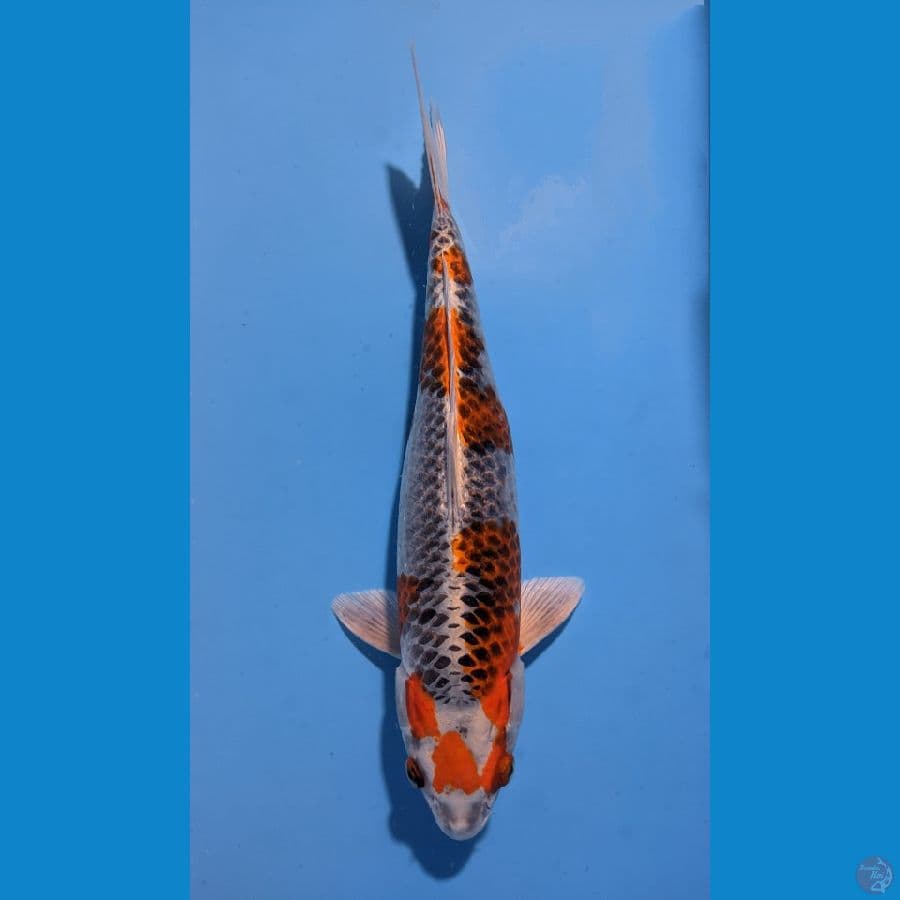 KUJAKU 40CM FEMALE