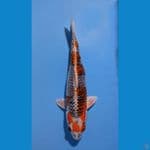 KUJAKU 40CM FEMALE