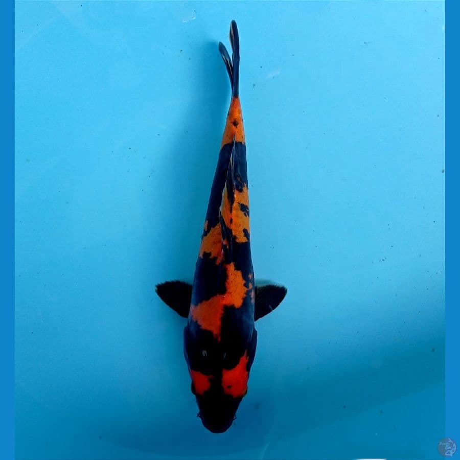 utsuri doit 26cm