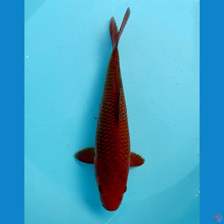 chagoi 27cm