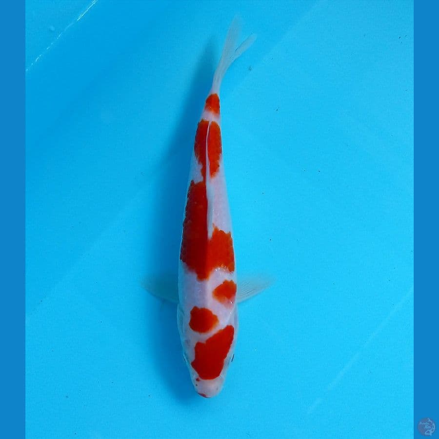 kohaku 17 cm
