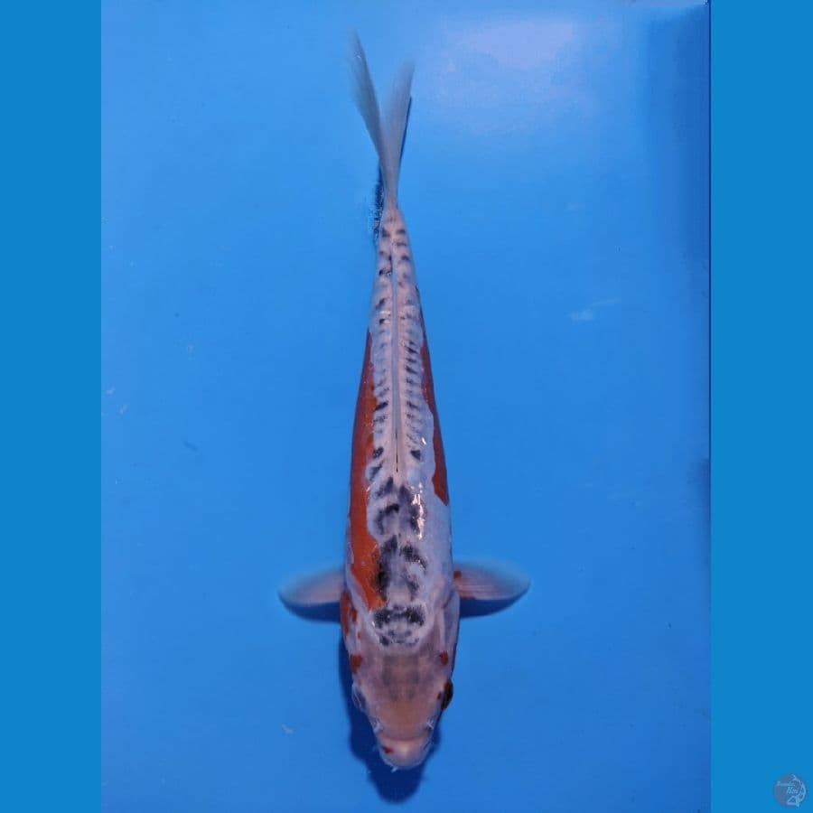 SHUSUI 30CM MALE