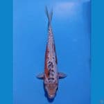 SHUSUI 30CM MALE