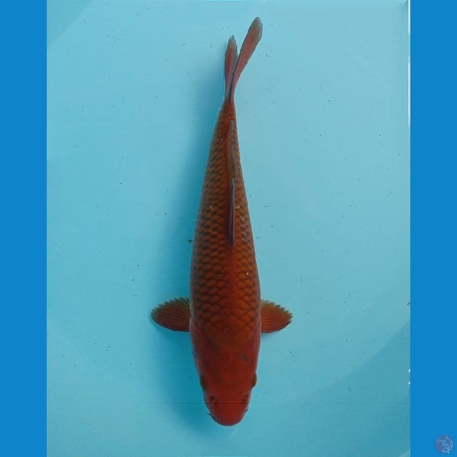 chagoi 35 cm