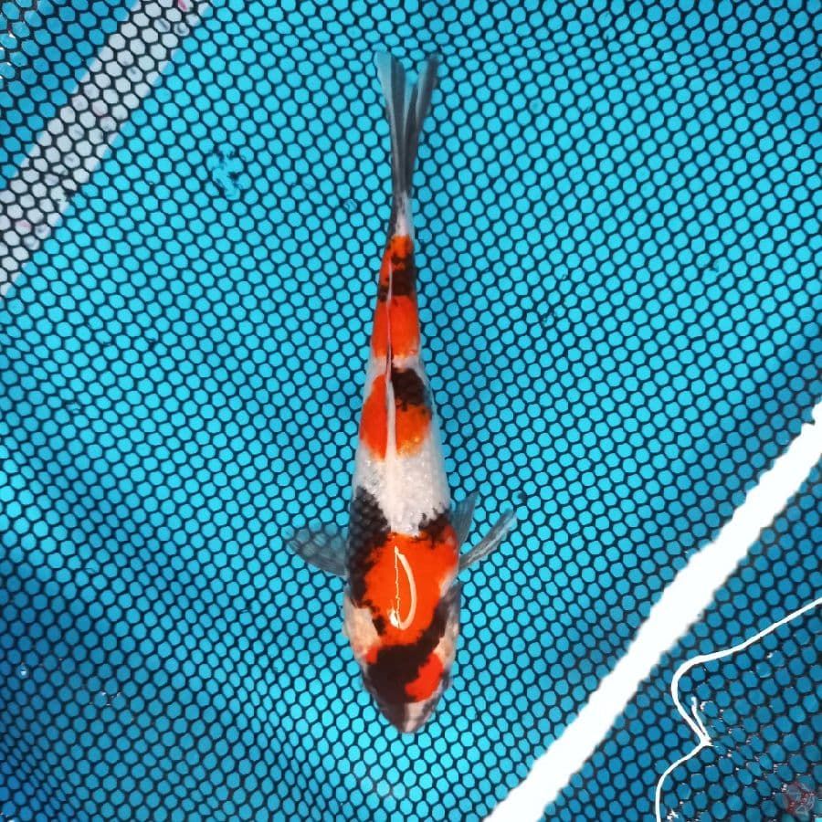 *MARUTEN SHOWA//ML/ 22 CM*