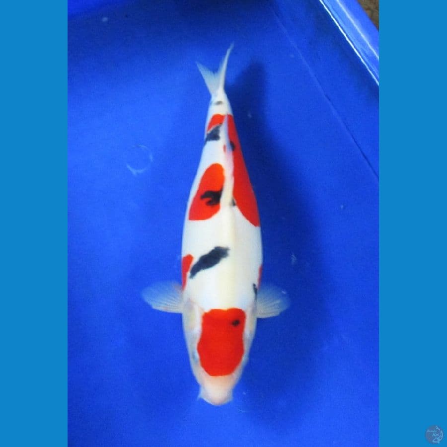 sanke doitsu ±35cm