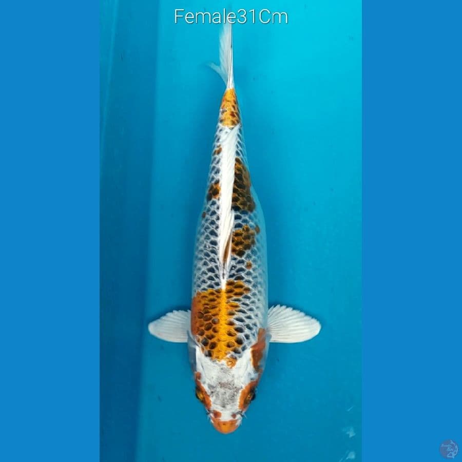 Kujaku F31Cm