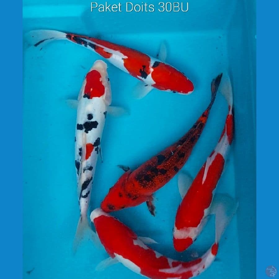 Paket Doits 30BU (25-27Cm)