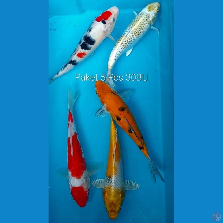 Paket 5 Pcs 30BU (27Cm all)