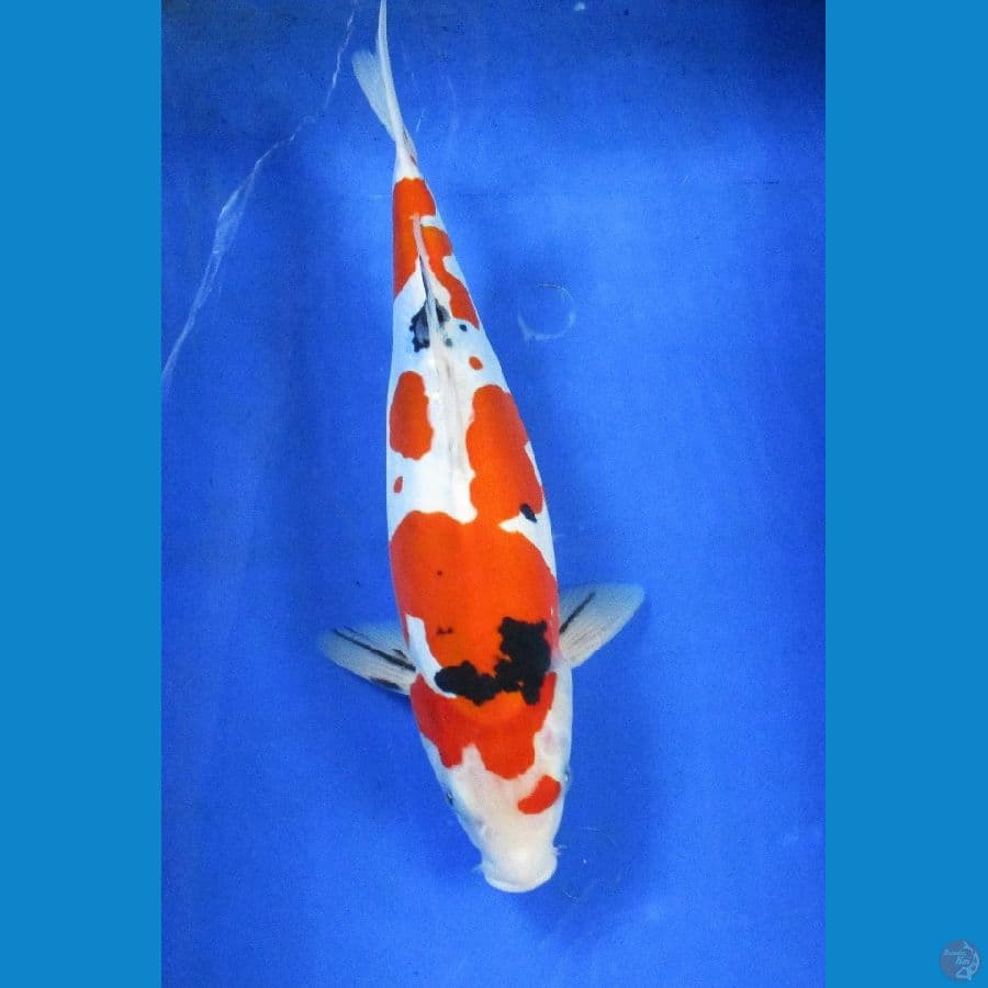 doitsu sanke ±35cm