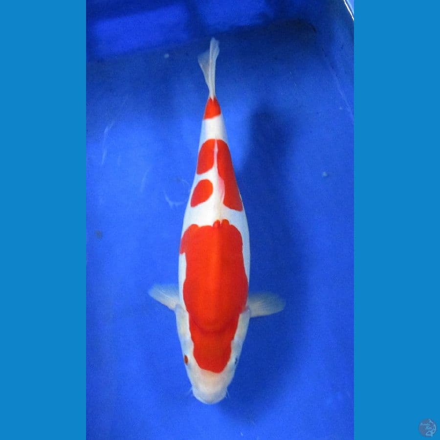 doitsu kohaku ±32cm