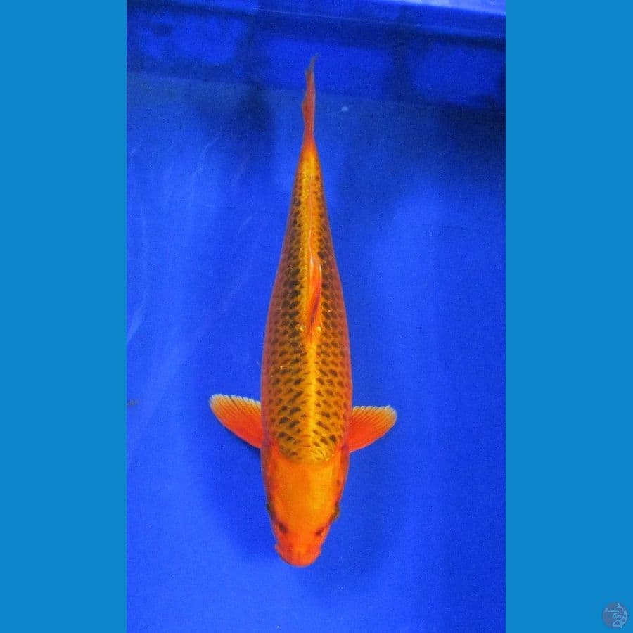 matsuba ±36cm