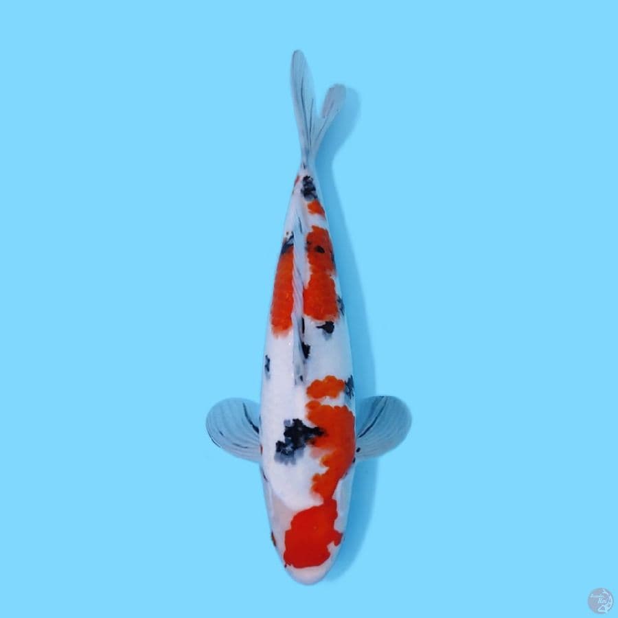 SANKE 35 CM - FEMALE