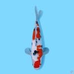SANKE 35 CM - FEMALE