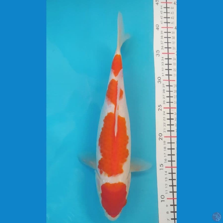 KOHAKU 31CM FEMALE