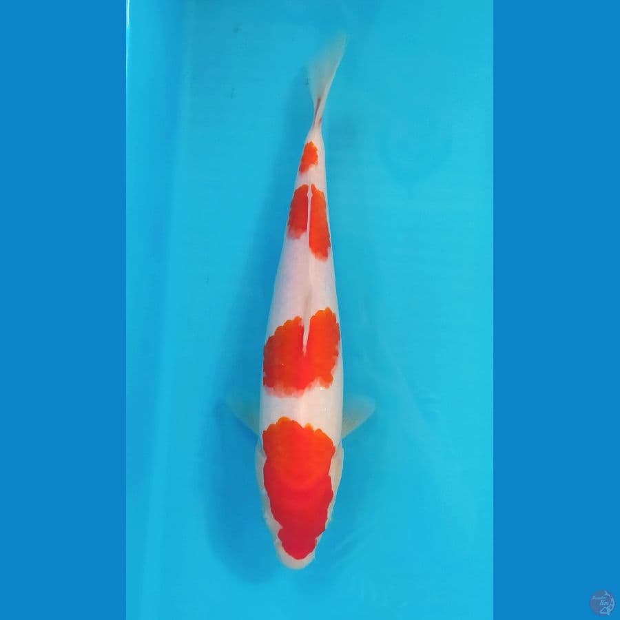 KOHAKU 28CM FEMALE 