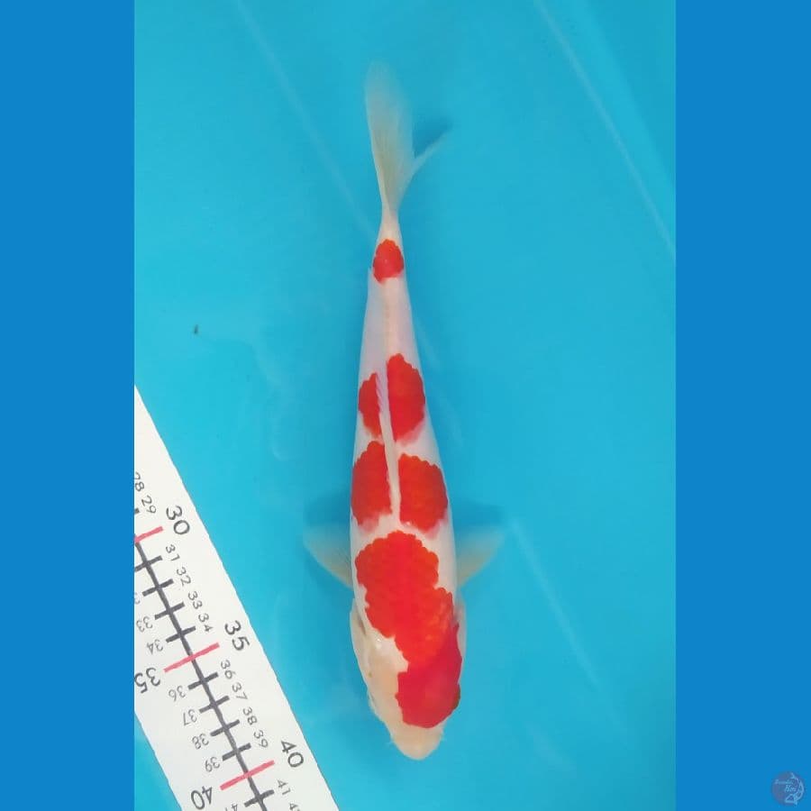 KOHAKU 25CM MALE