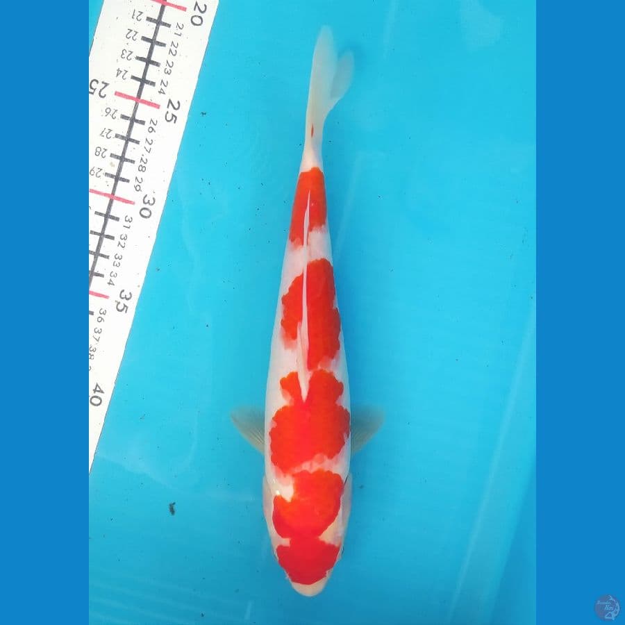 KOHAKU 27CM FEMALE