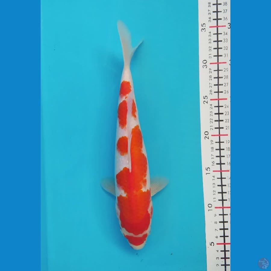 KOHAKU 29CM FEMALE
