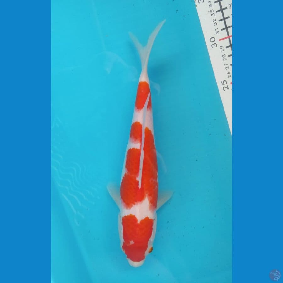 KOHAKU 27CM FEMALE 