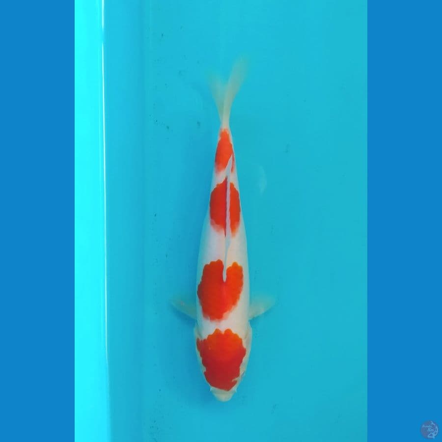 KOHAKU 23CM FEMALE 