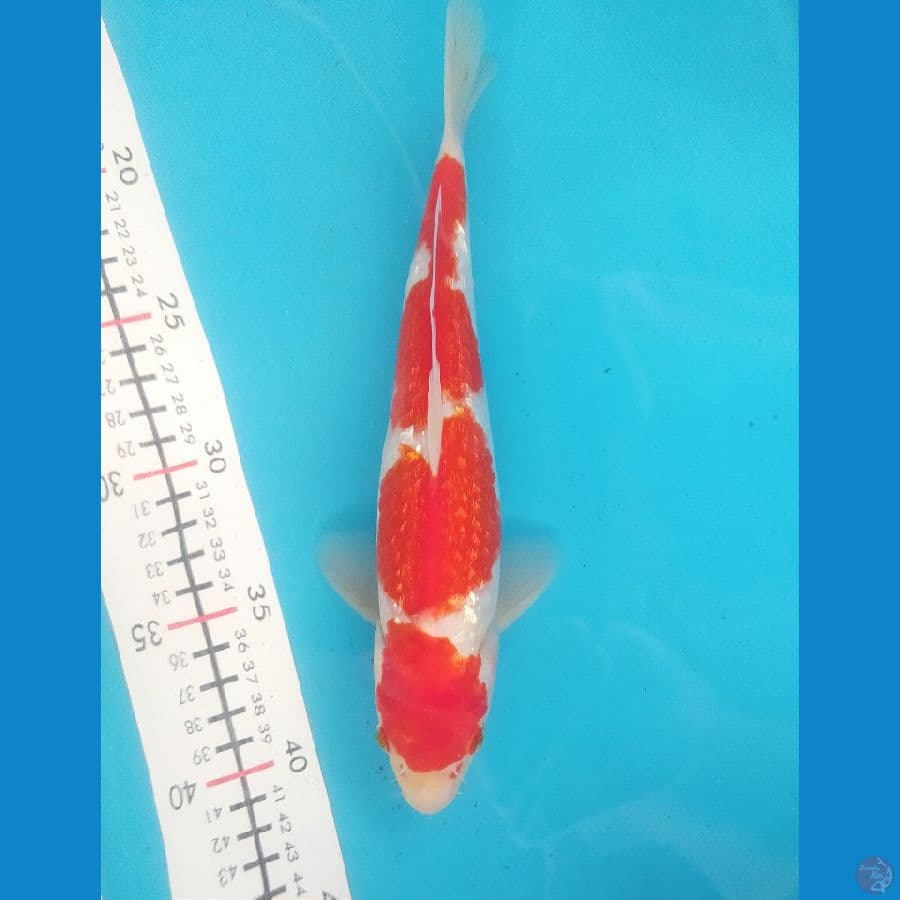 KOHAKU GINRIN 25 MALE