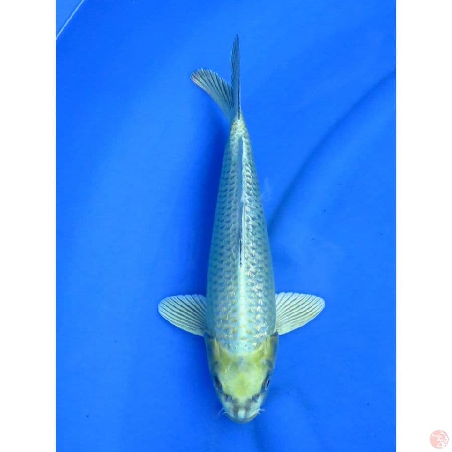 Mukashi Ogon Ginrin - 33cm