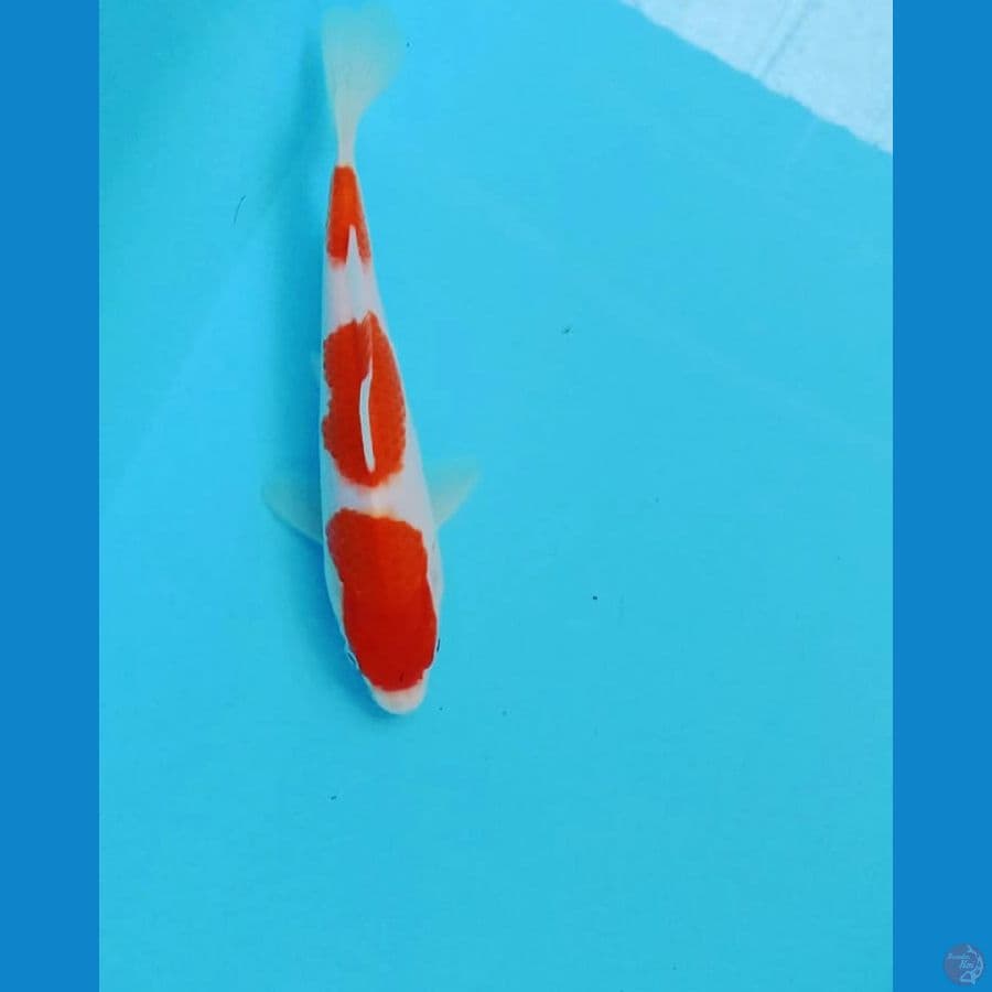 kohaku