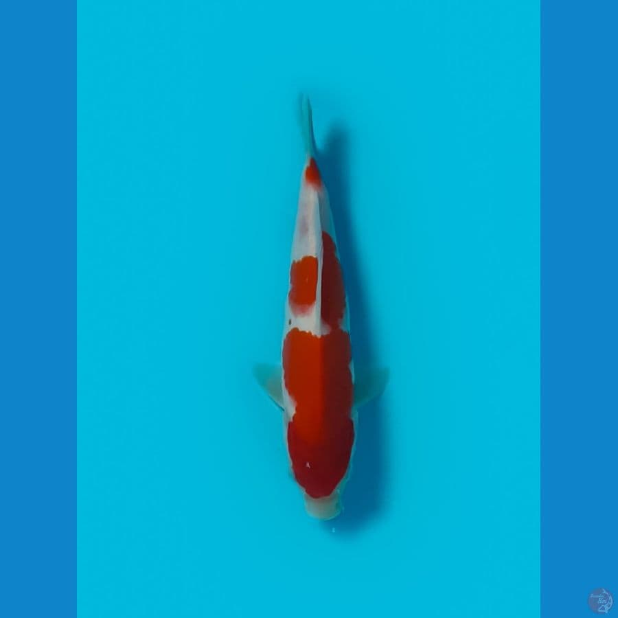 KOHAKU ORIGINAL 22 CM 
