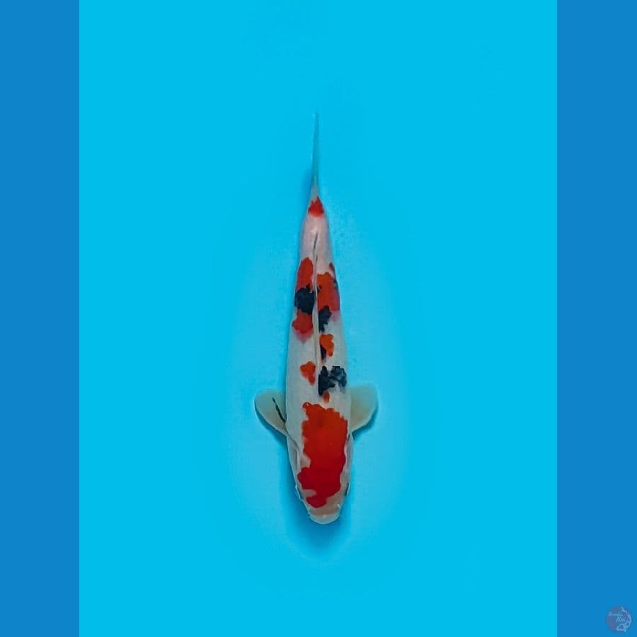 TAISHO SANSHOKU ORIGINAL 23 CM
