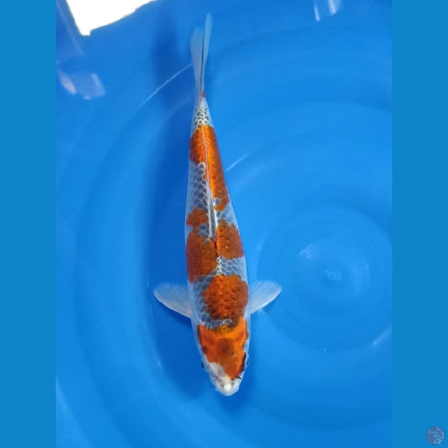 Ghosiki size 30 cm