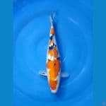 Sanke size 33 cm f