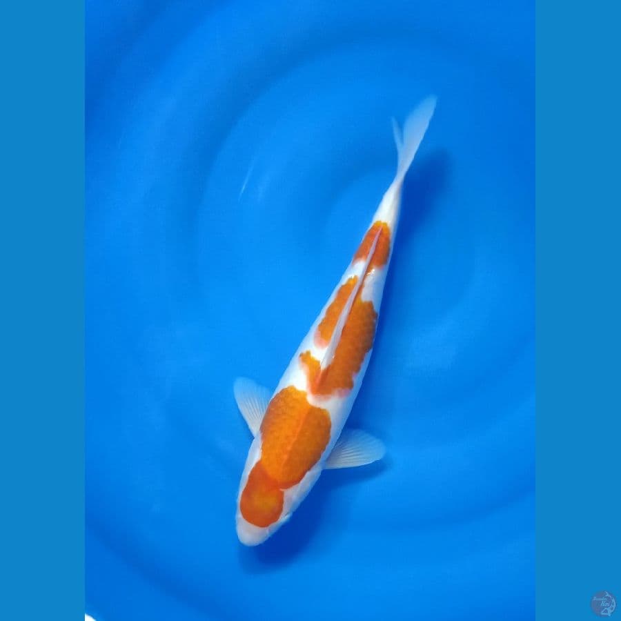 Kohaku size 34 cm f