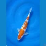 Kohaku size 34 cm f