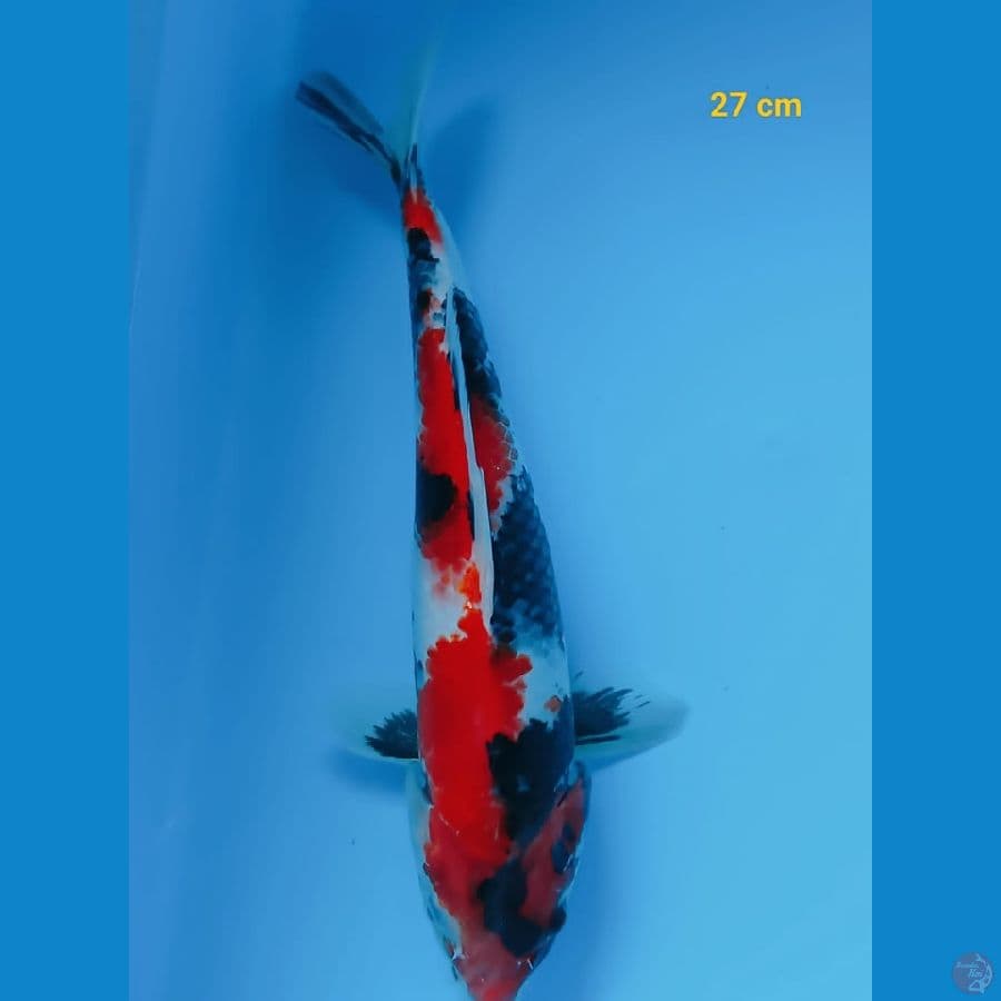 showa 27 cm