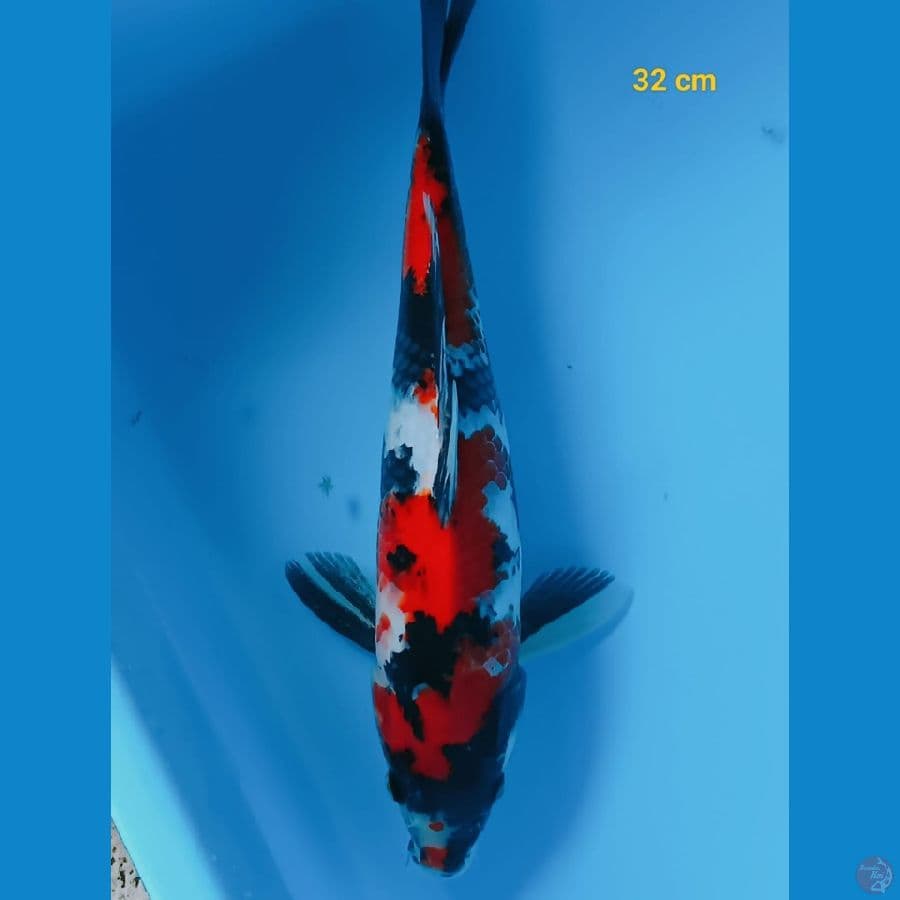 showa 32 cm