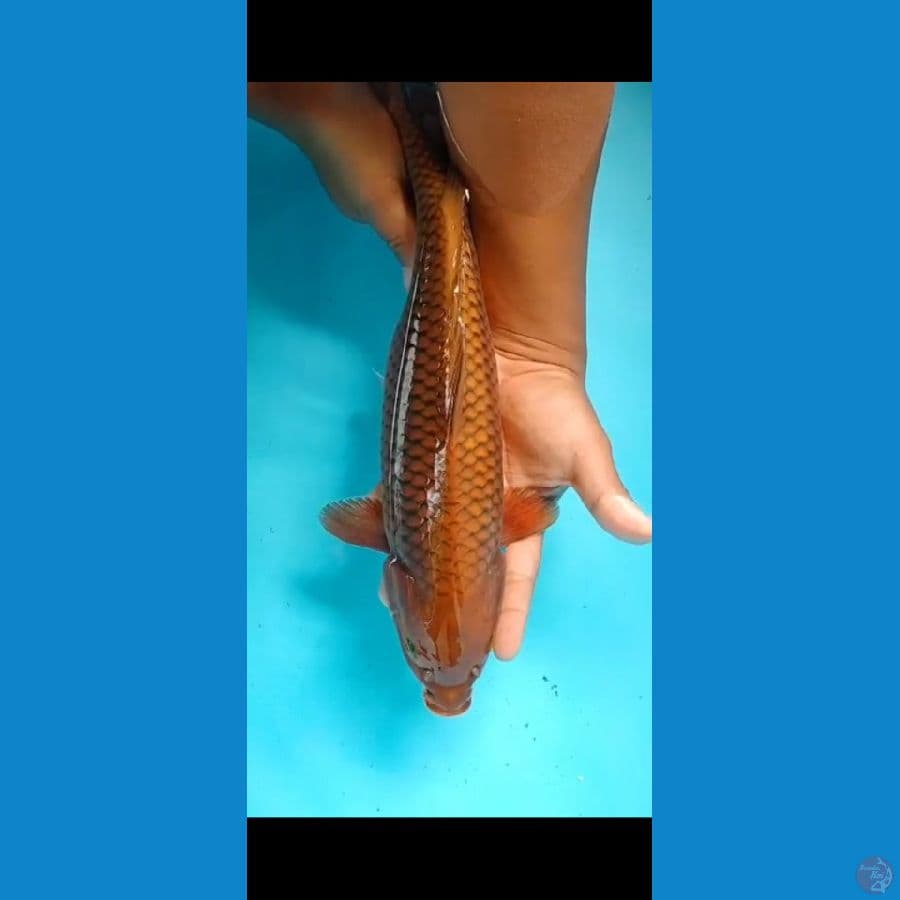 chagoi tembaga